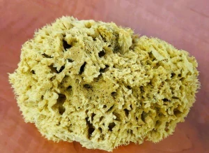 Přírodní mořská houba na mytí, velikost M